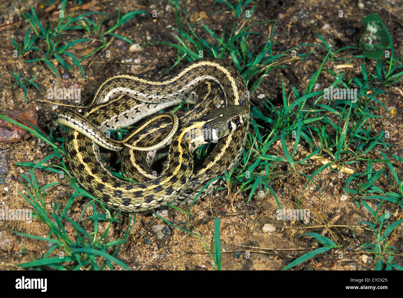 Checkered Garter Snake Thamnophis Marcianus Tucson, Arizona, United ...