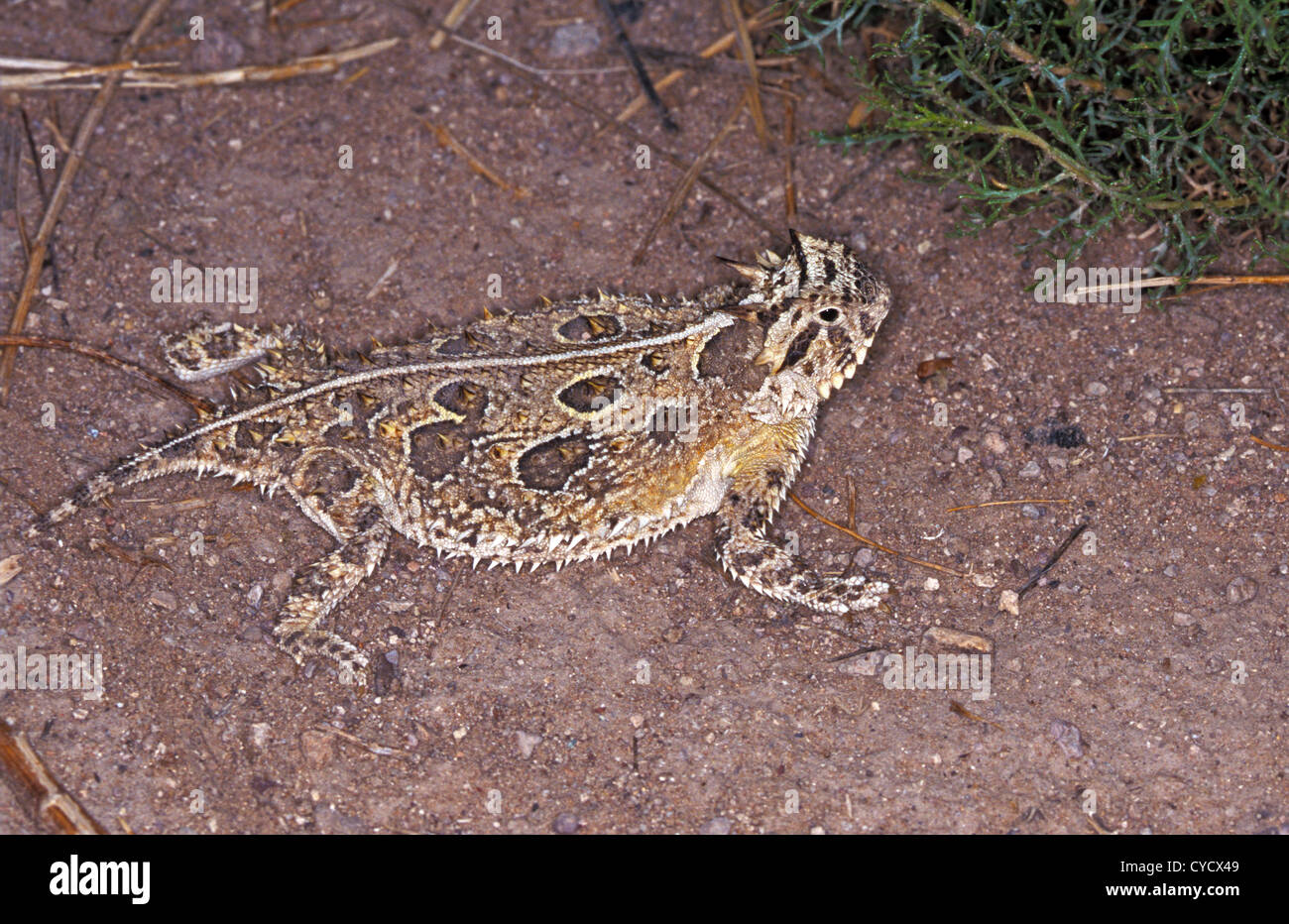 Texas Horned Lizard Phrynosoma cornutum Rodeo, New Mexico, United