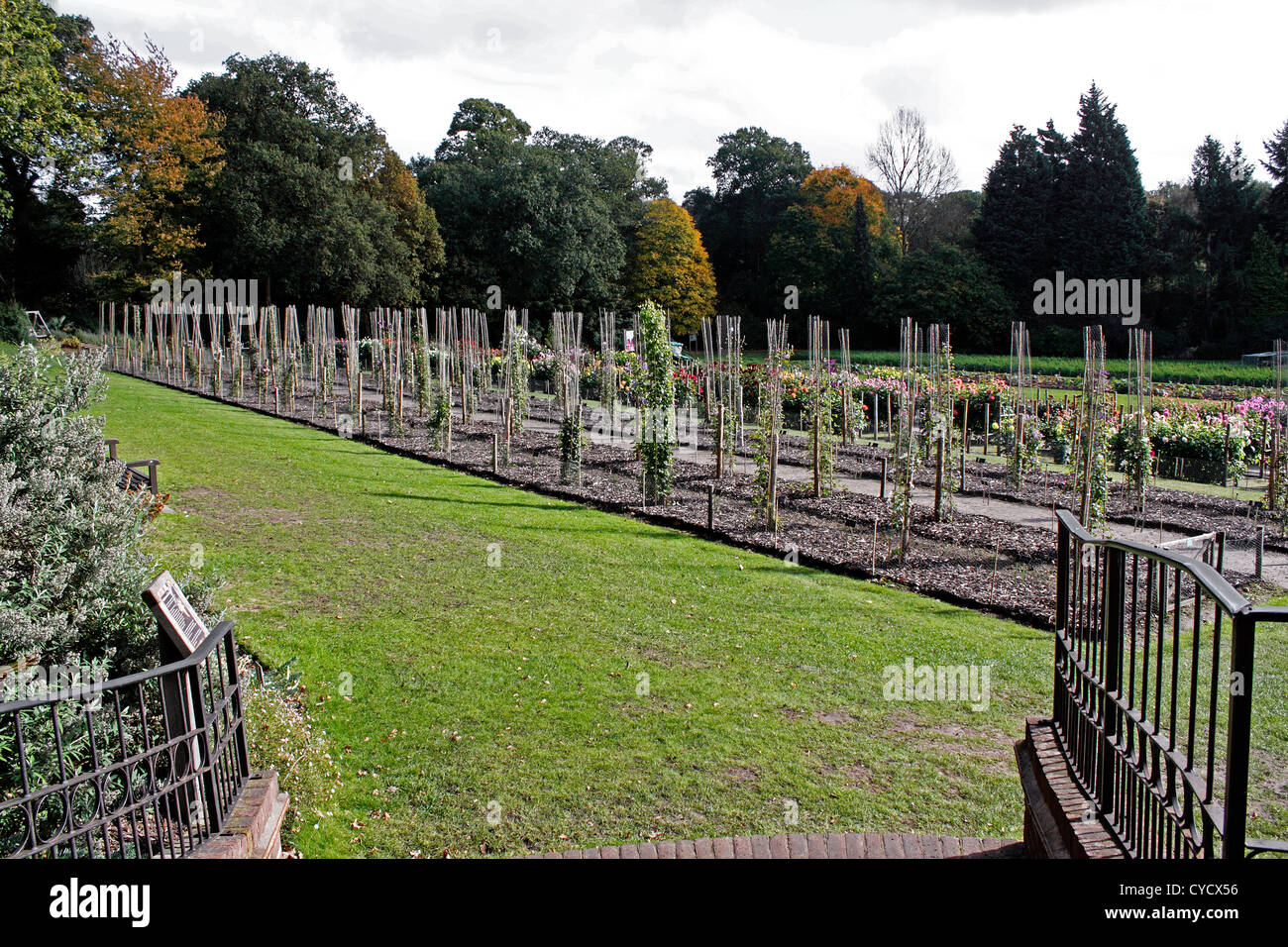 THE HORTICULTURAL TRIAL FIELDS OF RHS WISLEY. SURREY UK. Stock Photo