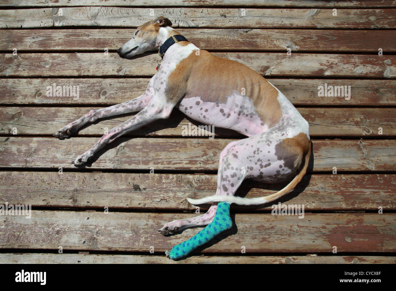 How Do Greyhounds Sleep