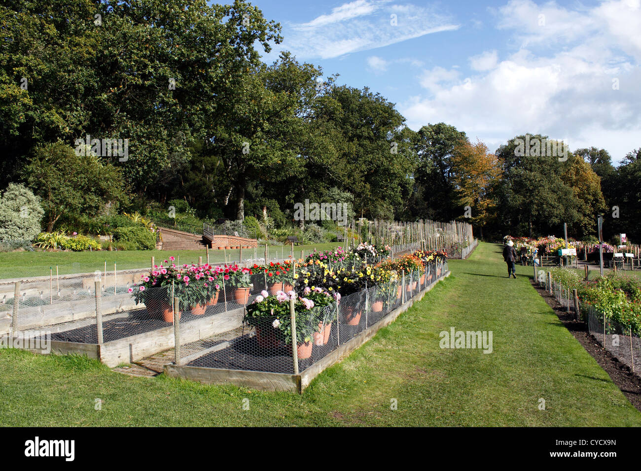 THE HORTICULTURAL TRIAL FIELDS OF RHS WISLEY. SURREY UK. Stock Photo