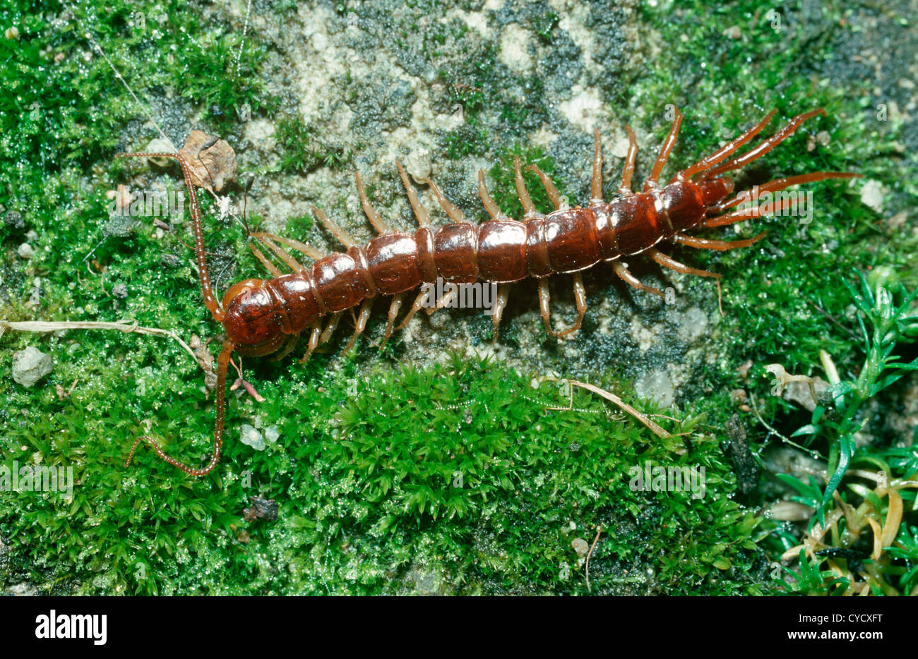 Common brown centipede (Lithobius forficatus) UK Stock Photo