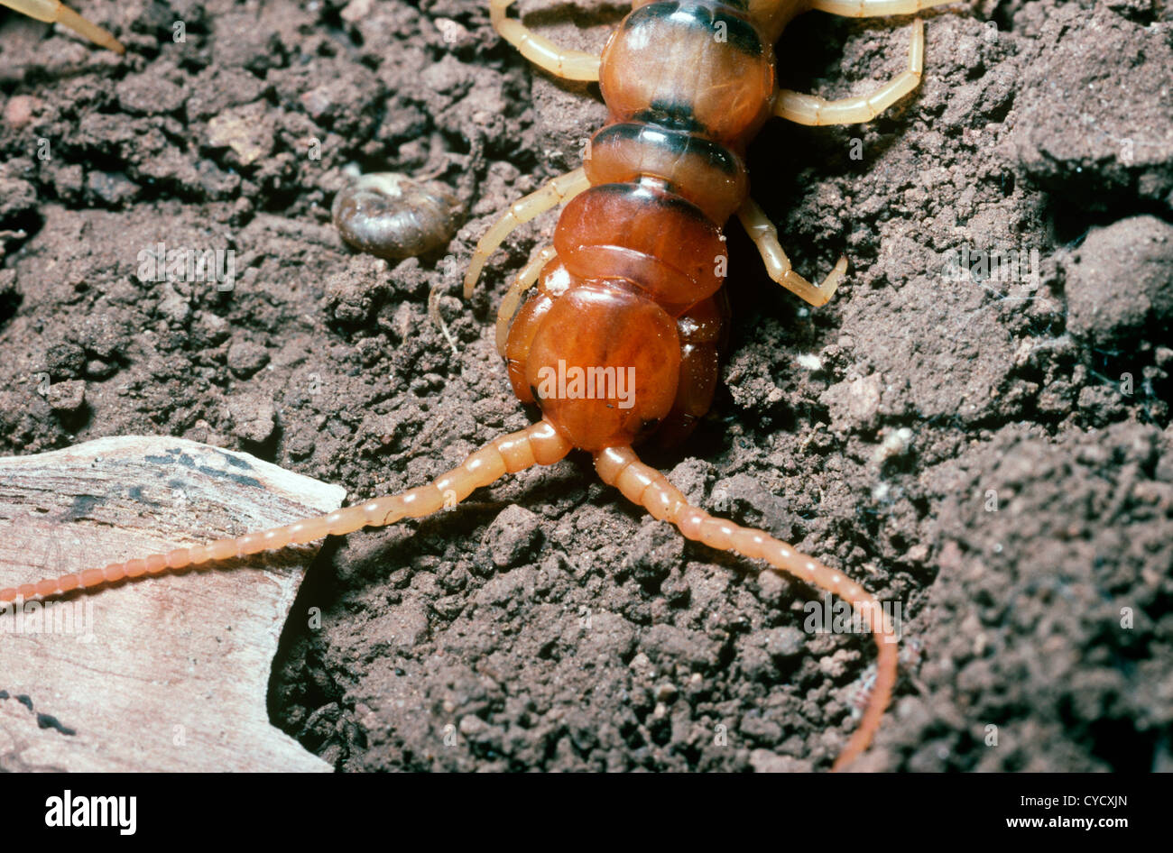 Large centipede (Scolopendra heros) in desert, Arizona USA Stock Photo ...