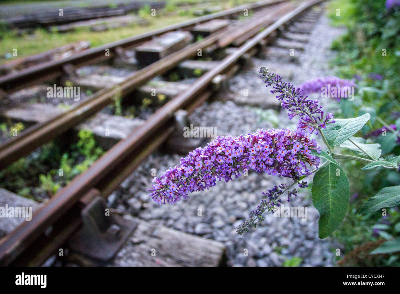 Buddleia or Butterfly Bush is a common coloniser of wasteland and railway tracks and embankments especially in cities Stock Photo
