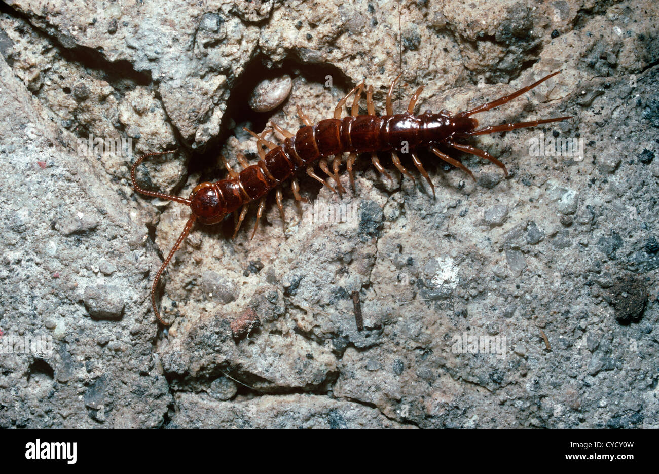 Centipede (Lithobius pilicornis: Lithobiidae) in a garden, UK Stock Photo