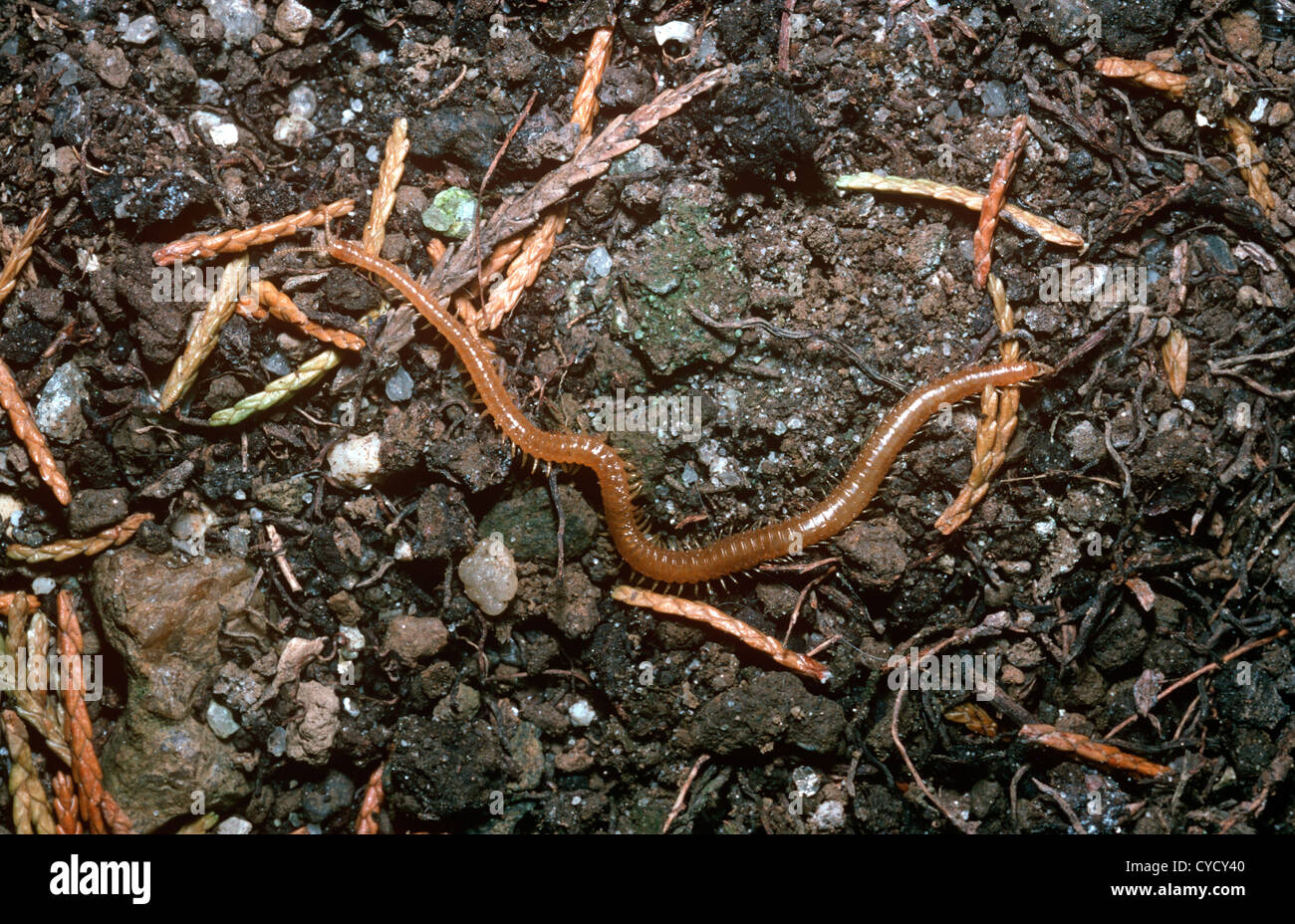 Soil centipede hi-res stock photography and images - Alamy