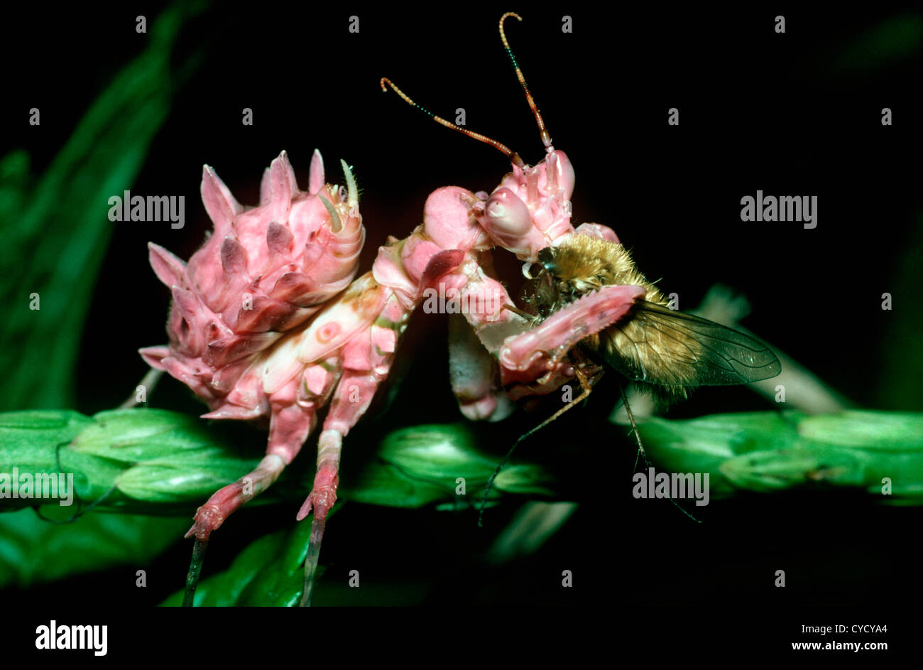 A flower mantis nymph (Pseudocreobotra ocellata) feeding on a bee fly in tropical dry forest, Kenya Stock Photo