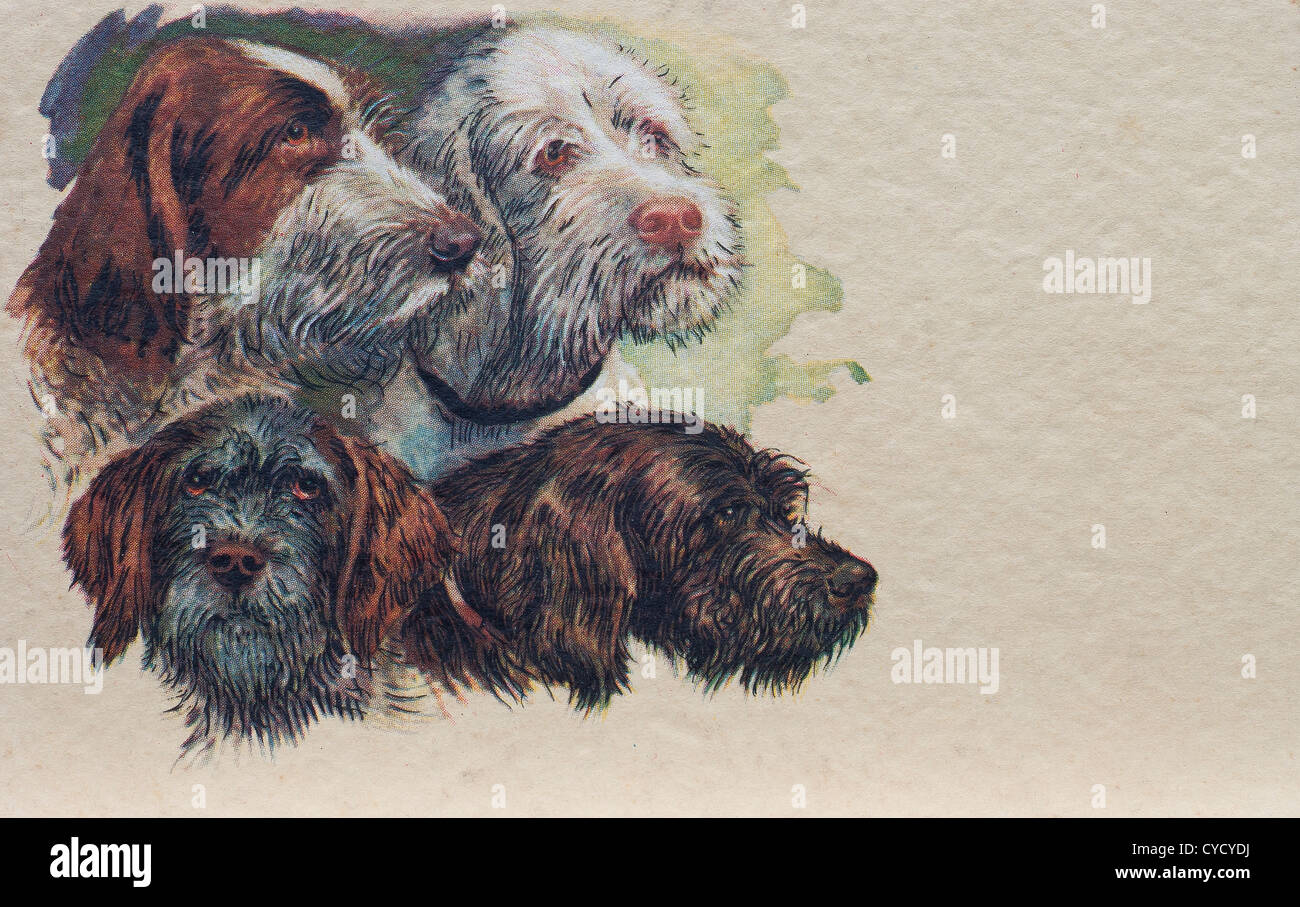four dogs  in an old postcard Stock Photo