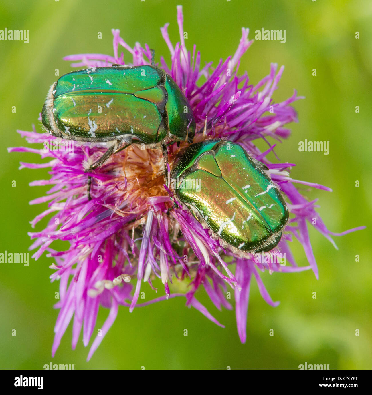 Rose Chafers Cetonia aurata or Emerald Beetles feeding on Knapweed flowers Stock Photo
