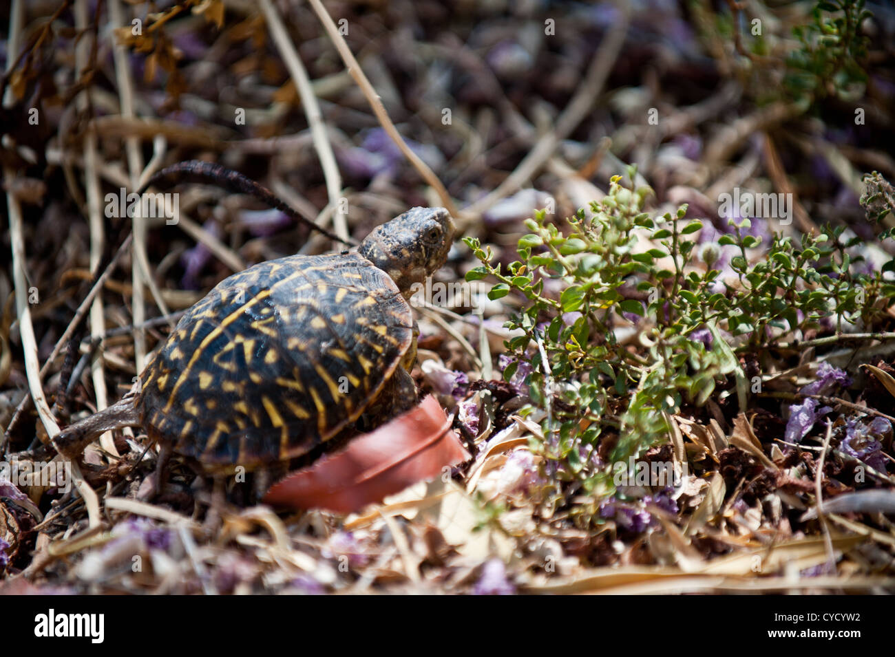 Western Ornate Box Turtle, female, approx. 10 years old Stock Photo