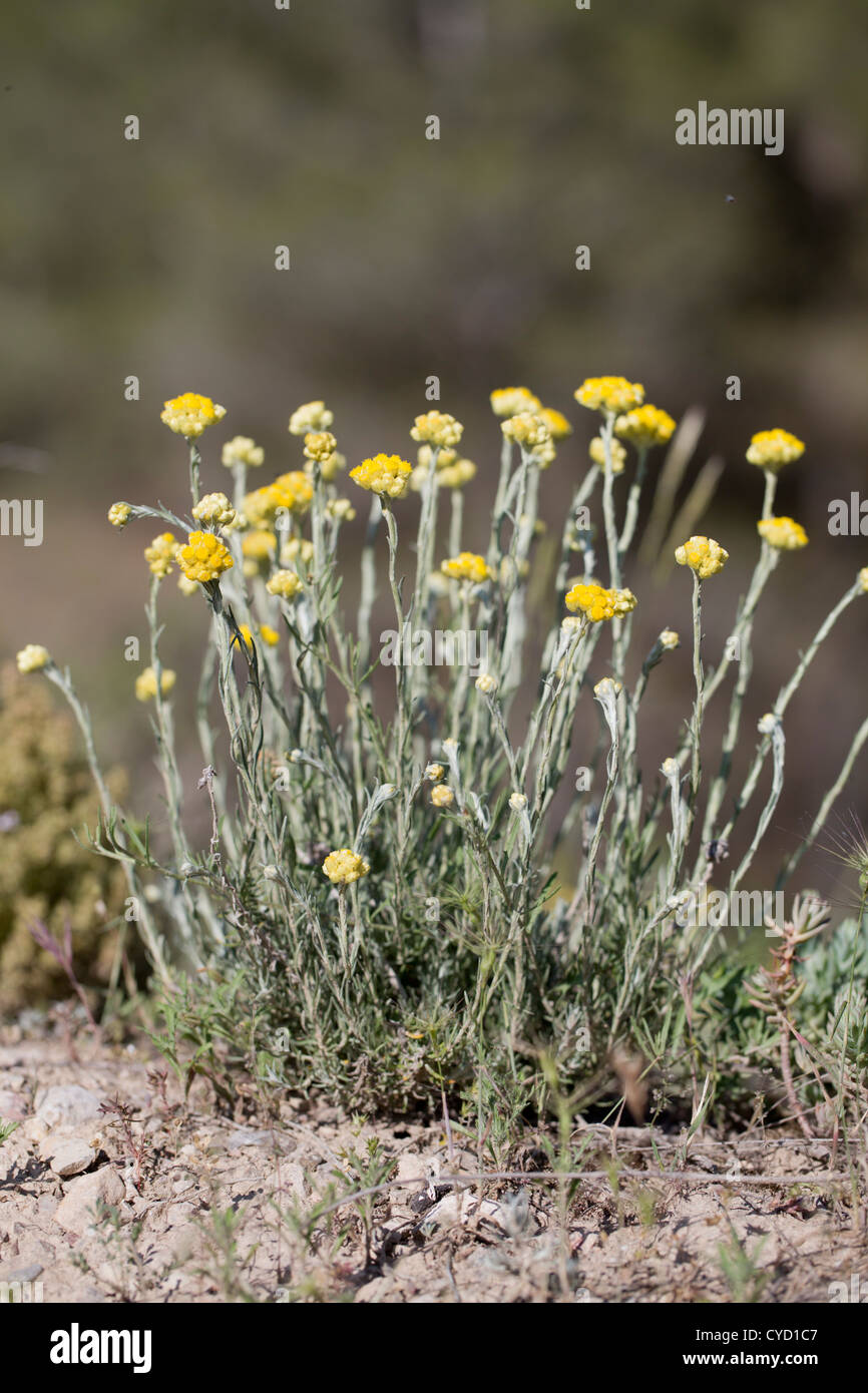 Stinking Everlasting; Helichrysum foetidum; Pyrennes; Spain Stock Photo