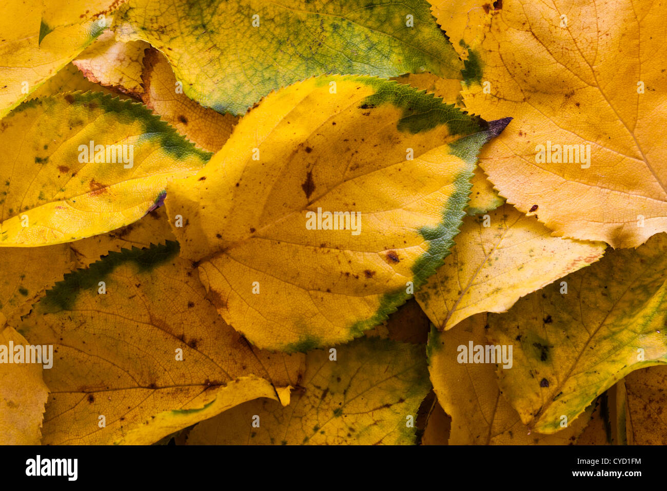 Autumn leaves on the forest floor Stock Photo - Alamy