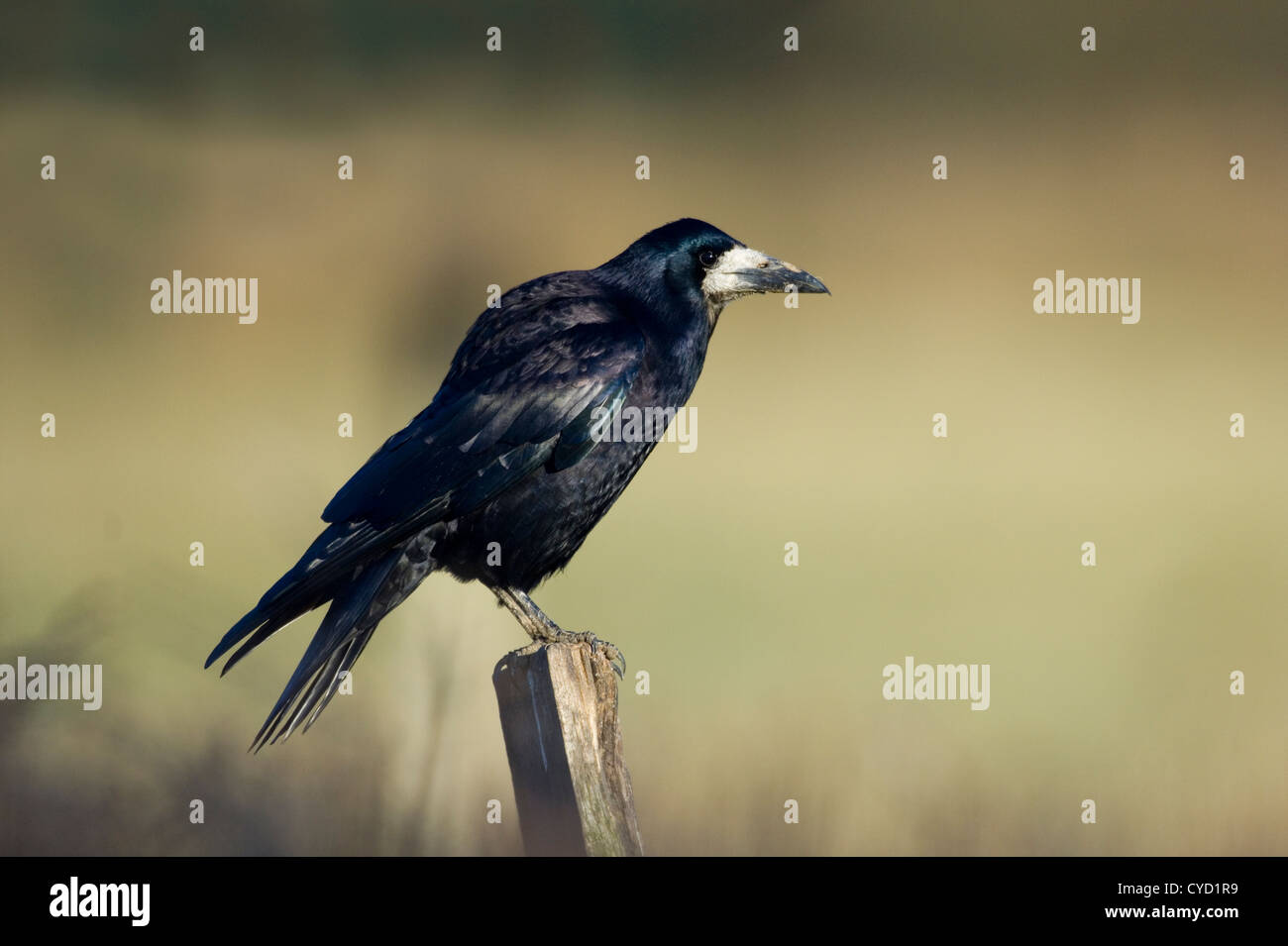 Red Rook Bird Rook (Corvus frugilegus Stock Photo - Alamy