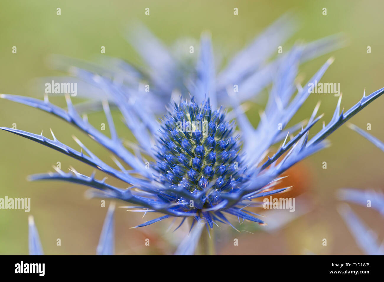 ERYNGIUM LAPIS BLUE Stock Photo Alamy
