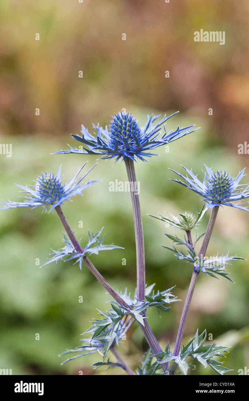 Eryngium lapis blue hires stock photography and images Alamy