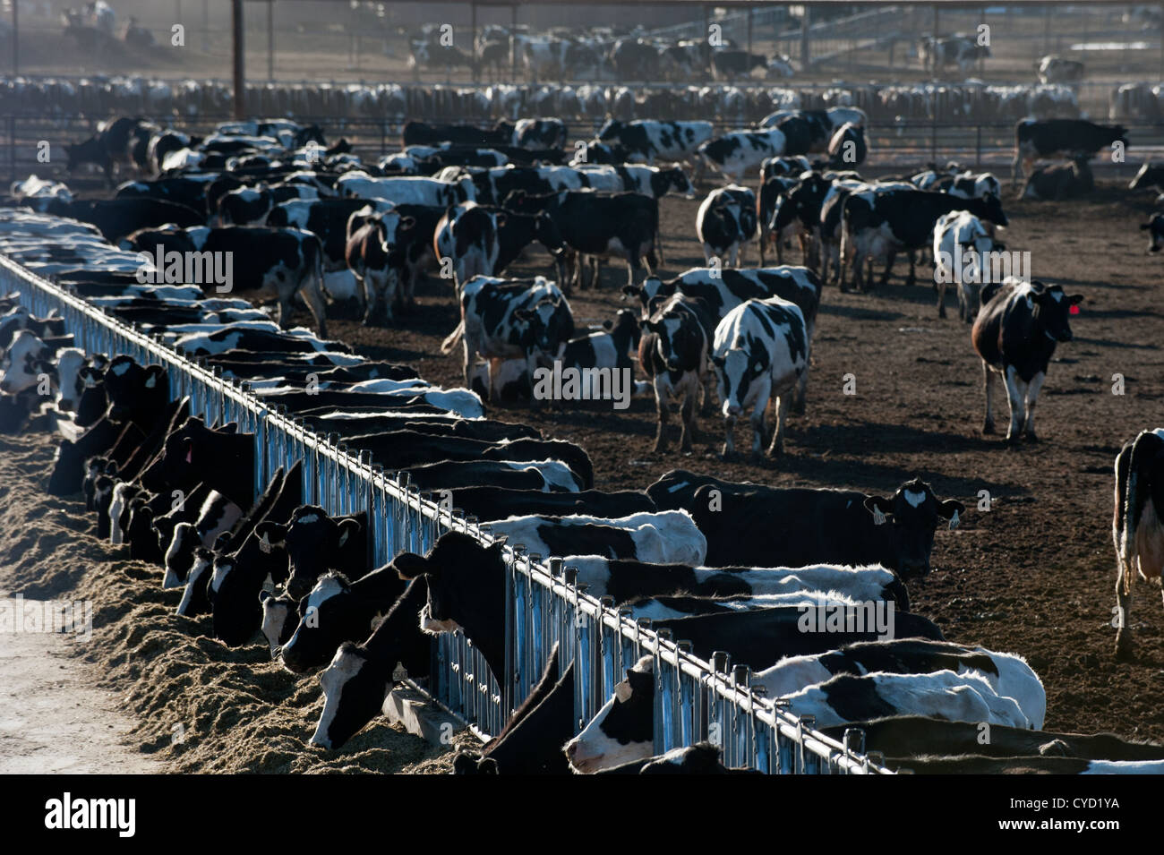 Commercial dairy operation in southern hires stock photography and images Alamy