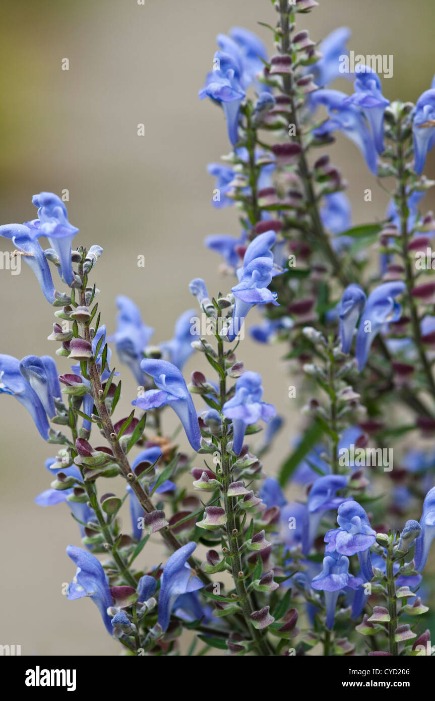 SCUTELLARIA INCANA Stock Photo