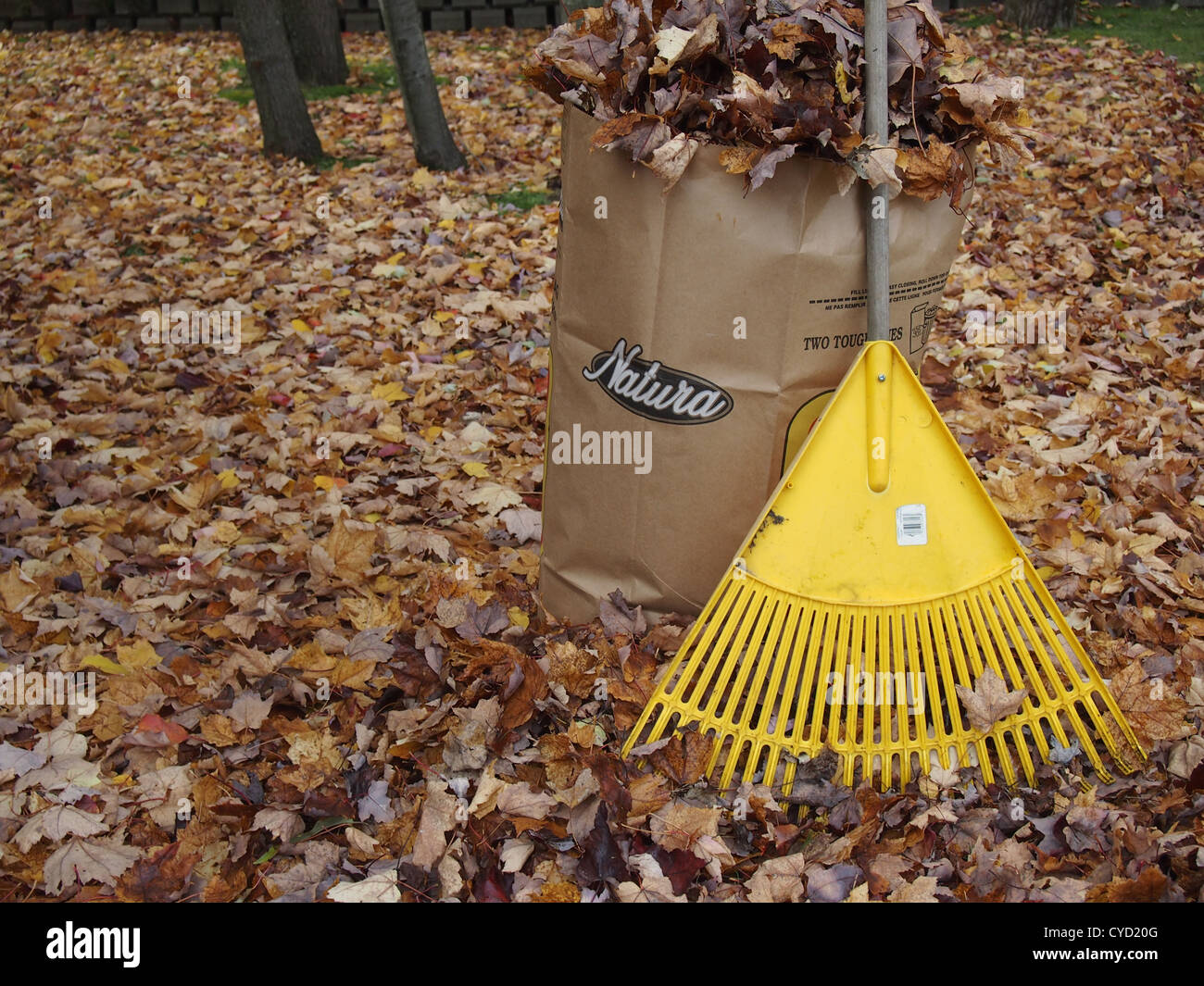 Rake, leaves and compost paper bag Stock Photo Alamy