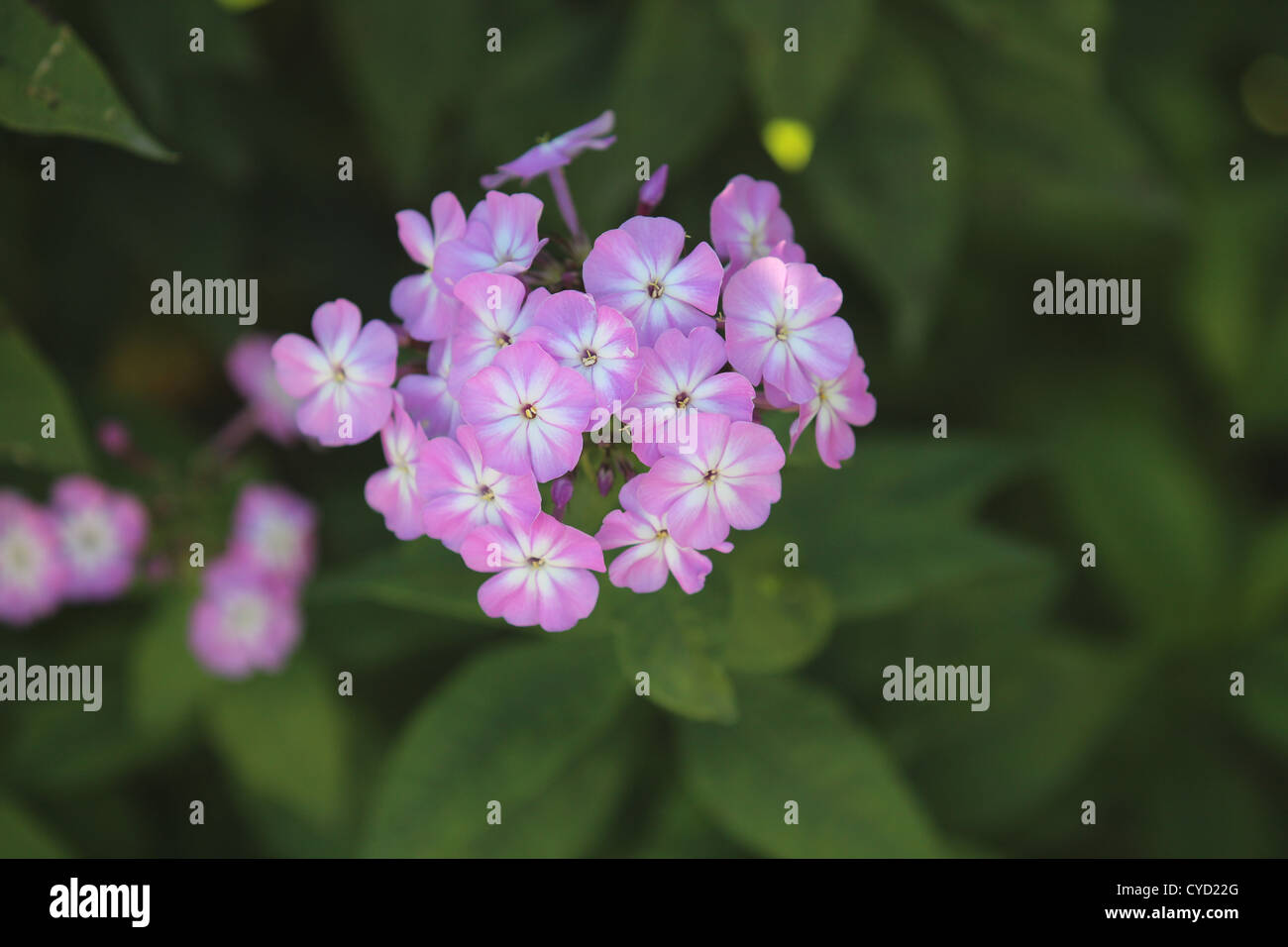 Pink phlox in focus, blurred background Stock Photo