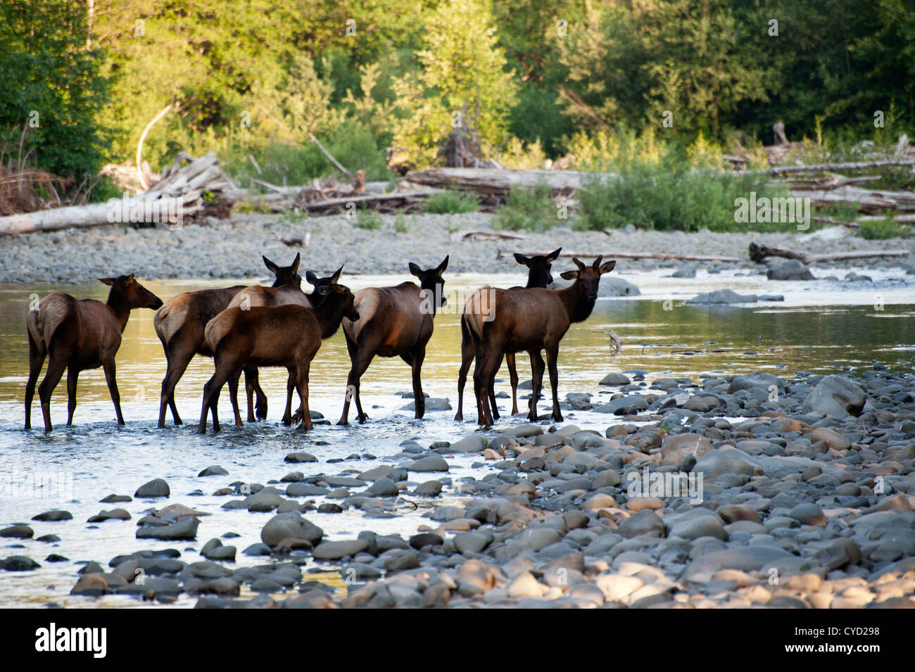 A herd of elk cross a river in Olympic National Park, Washington State