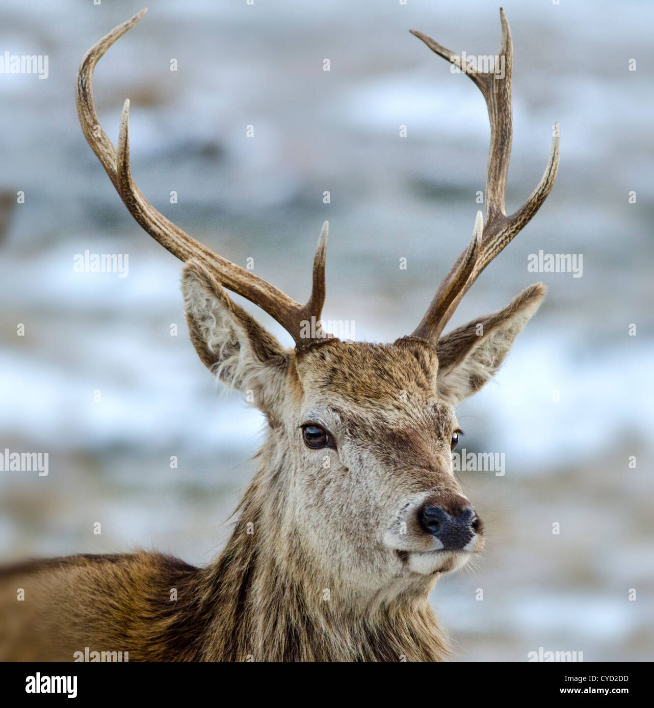 a red deer stag in winter Stock Photo