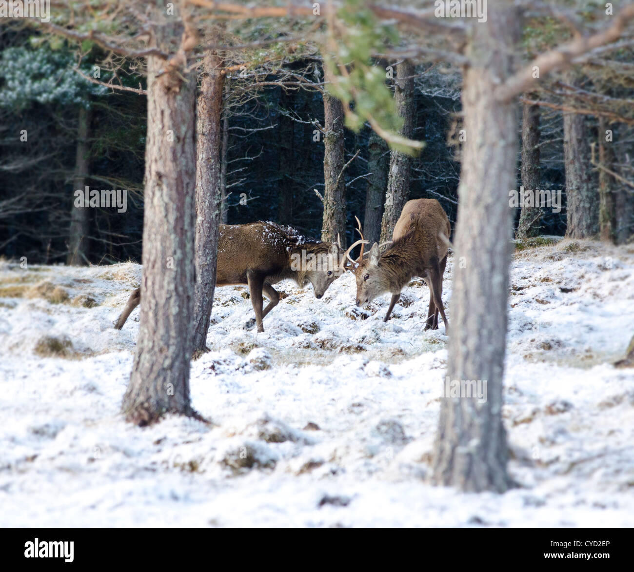 The last days of the rutt in the Scottish highlands two red dear stags go head to head in the snow covered hills Stock Photo