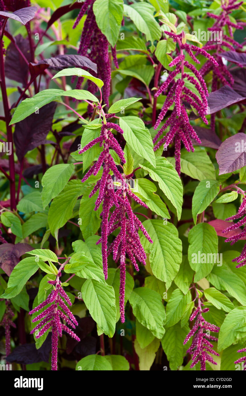 Amaranthus Caudatus Flowers Hi-res Stock Photography And Images - Alamy