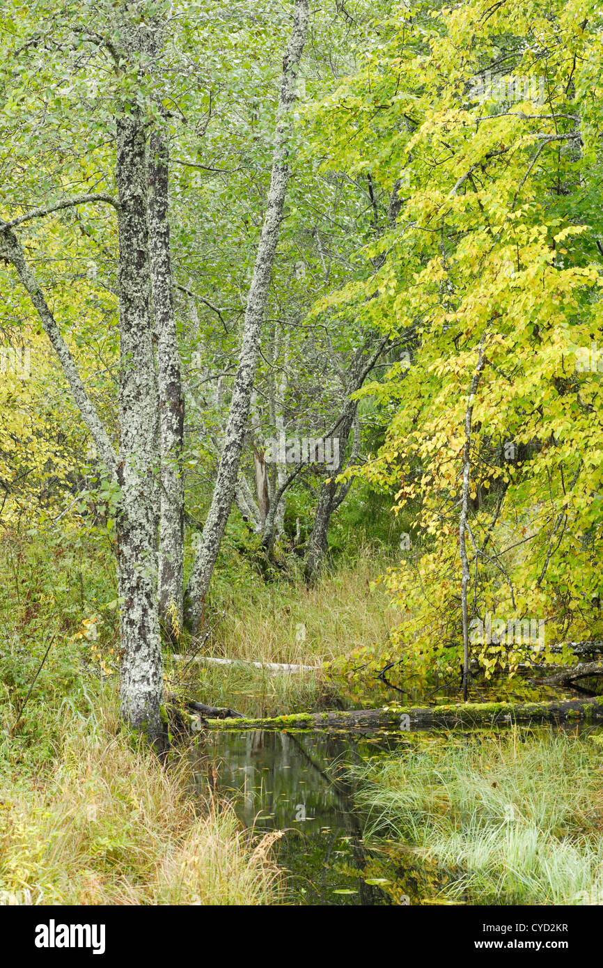 River Tarvasjõgi in autumn Stock Photo