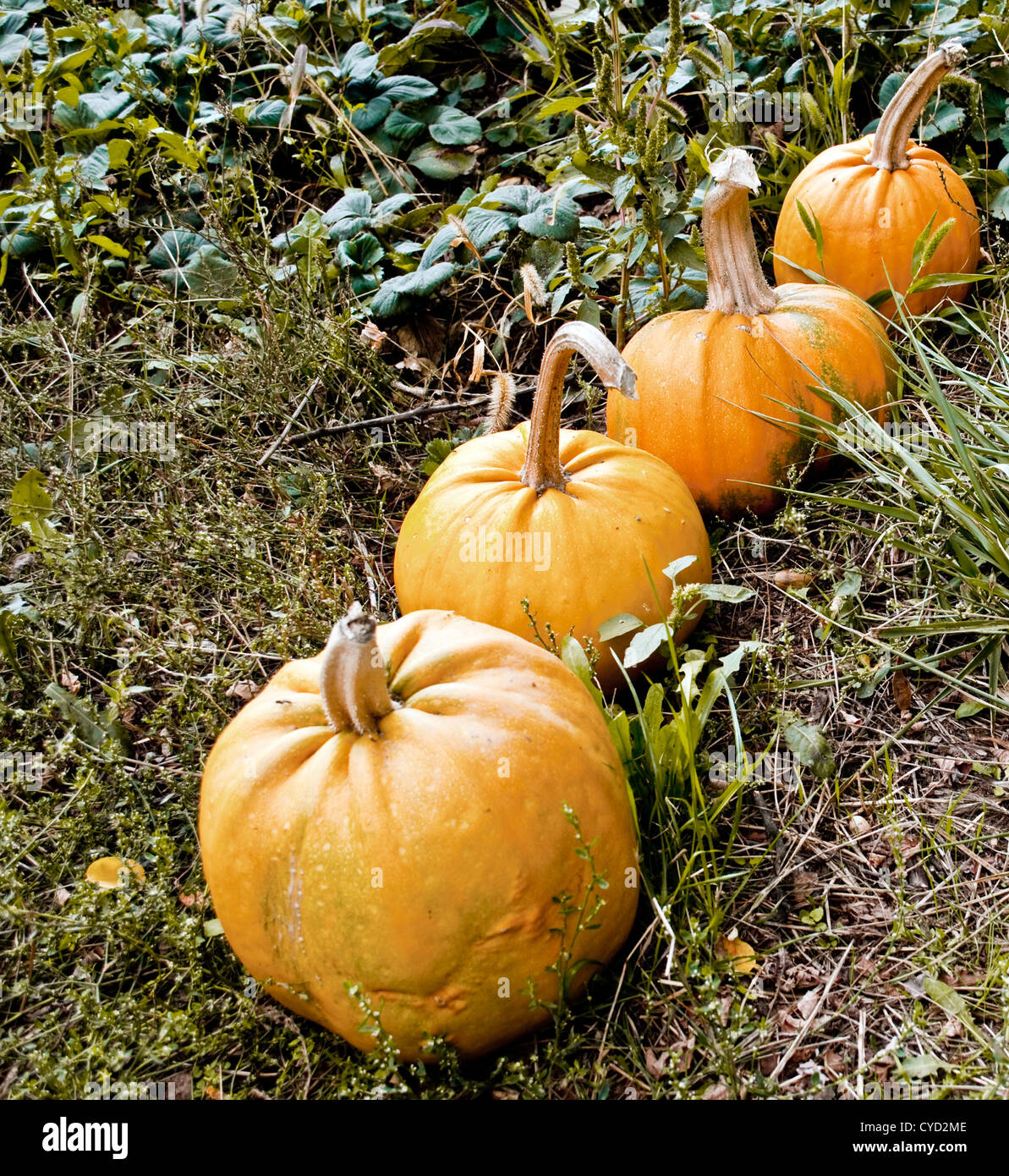 Pumpkins in garden Stock Photo - Alamy