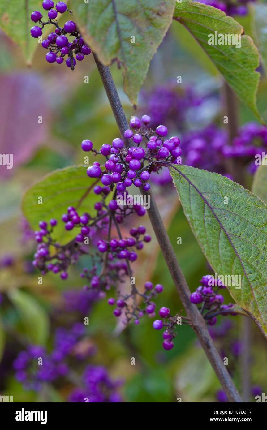 CALLICARPA BODINIERII PROFUSION Stock Photo