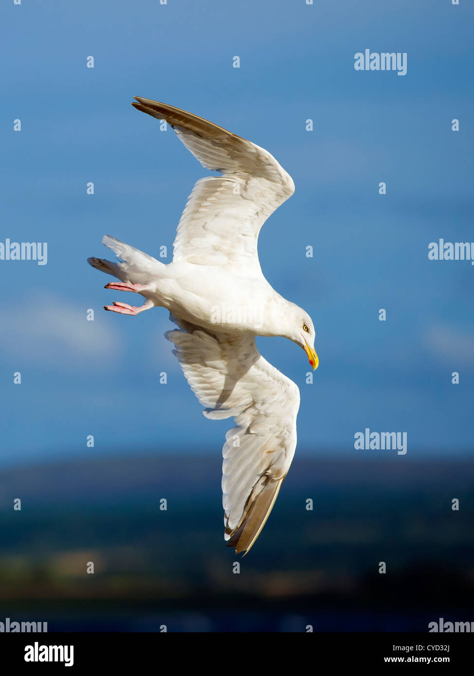 A seagull hovers  in  the  sky over the inverness harbour Stock Photo
