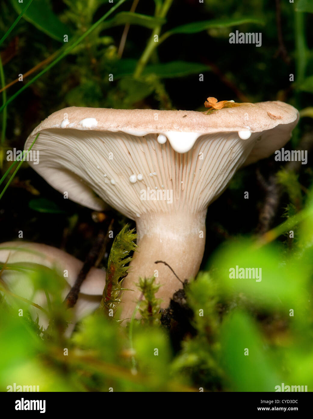 a Milk Cap Fungus toadstool seeping milk from its top Stock Photo