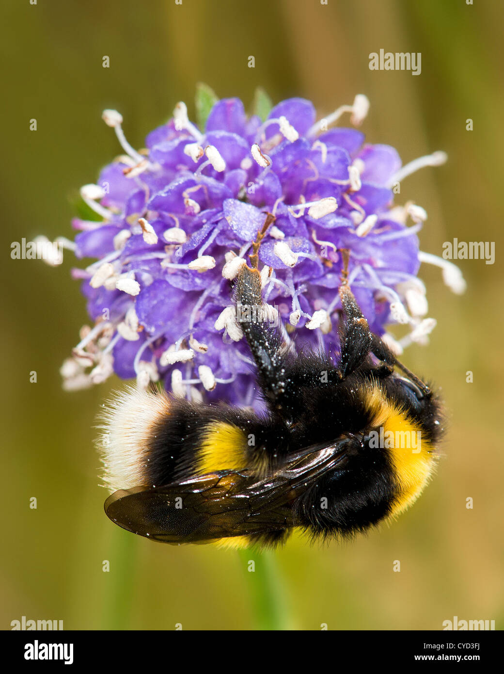 A bumble bee clings to and a fungus plant  the Devils Bit Anther Smut, also called Scabious Anther Smut Stock Photo