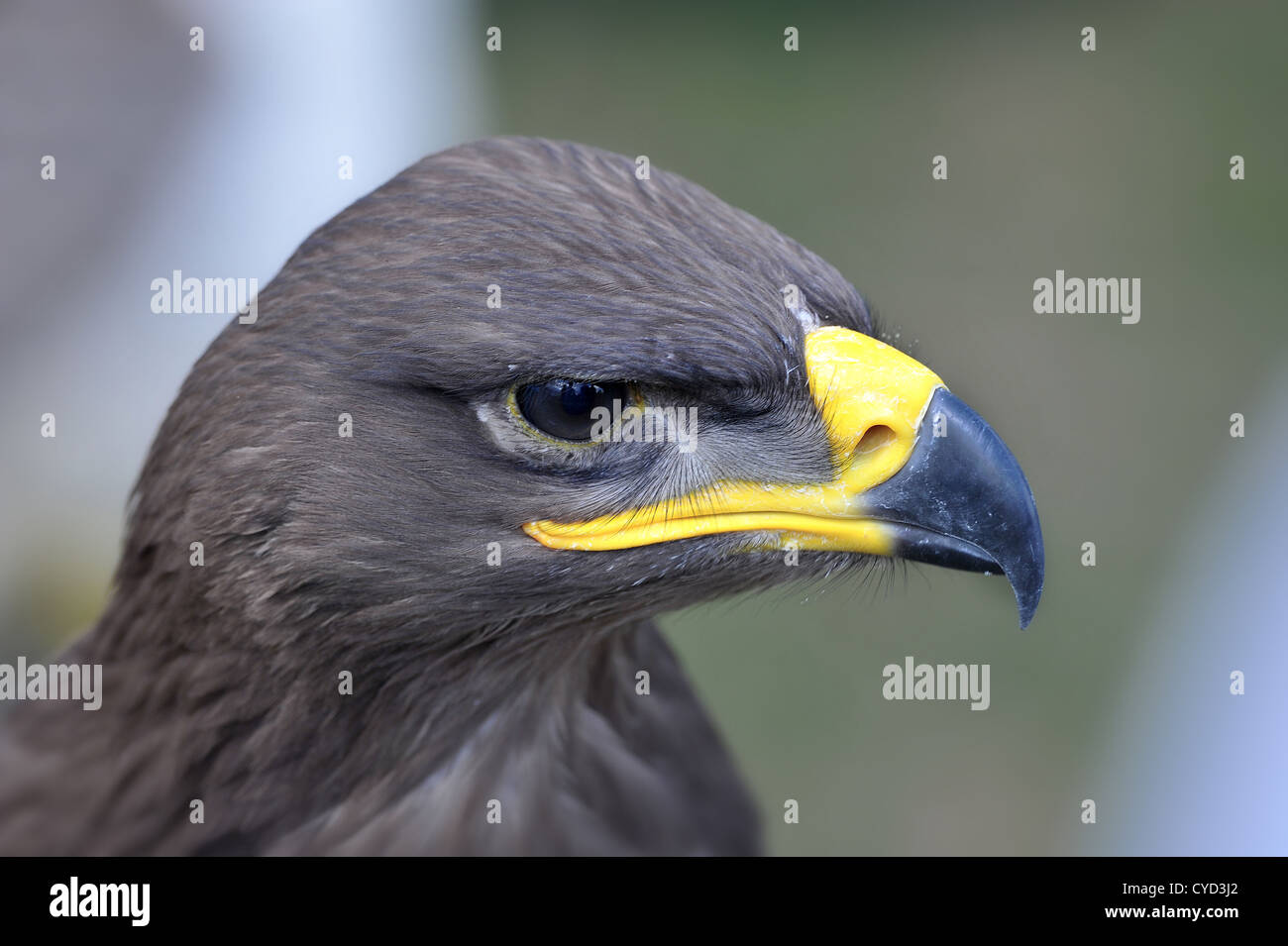 Steppe Eagle head and shoulders withe that sharp looking beak Stock Photo