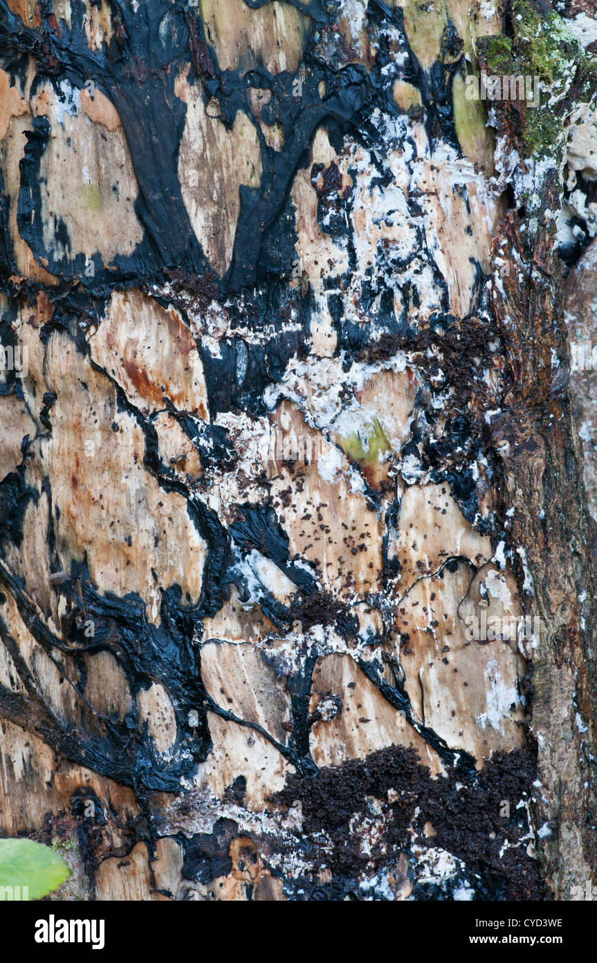 Fungal mycelium, underneath bark of rotten tree stump Stock Photo