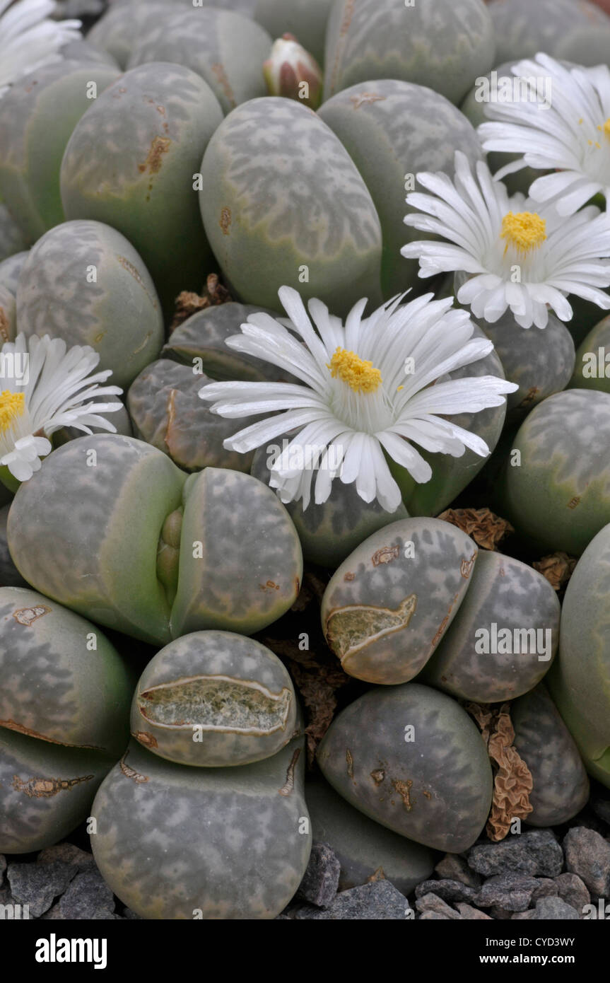 Living Stones: Lithops marmorata. Flowers. Stock Photo