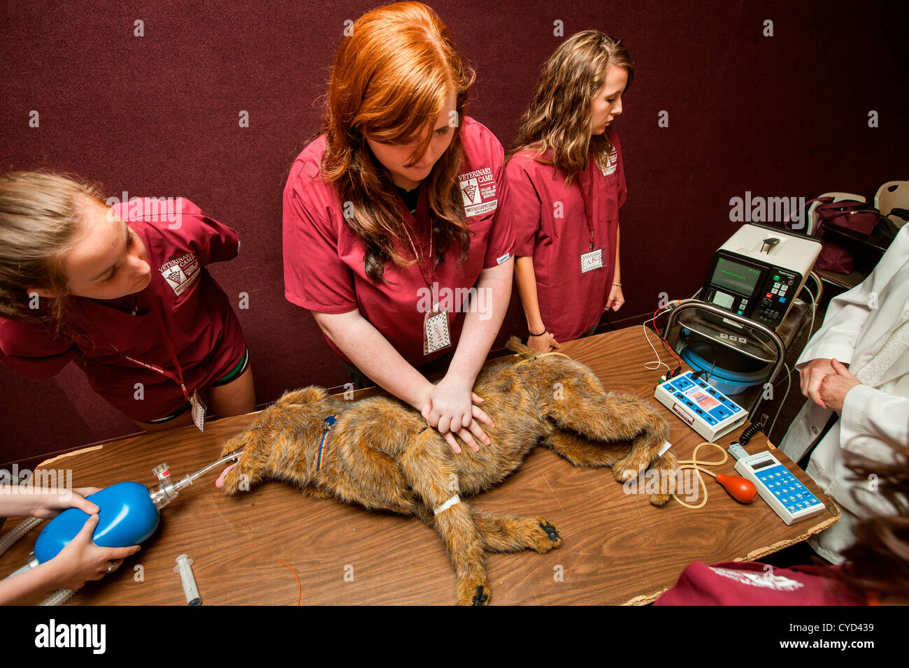 A student gives CPR to a dummy dog at a vetinerary camp in Mississippi Stock Photo Alamy