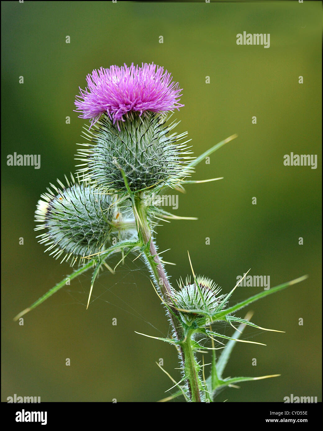 a scottish thistle an iconic plant in scotland Stock Photo