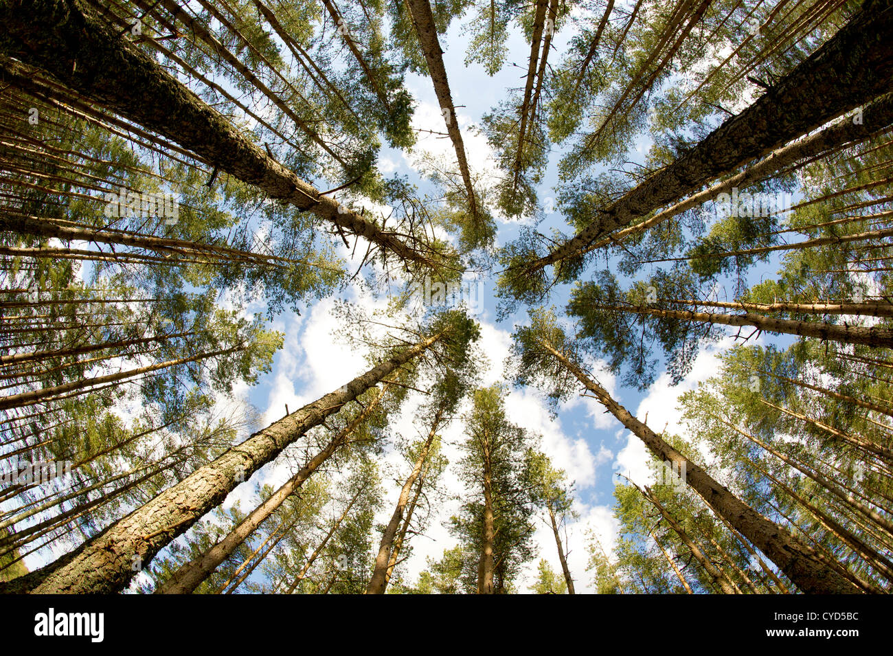 Scottish caledonian pine trees  photographed through a fisheye lens Stock Photo