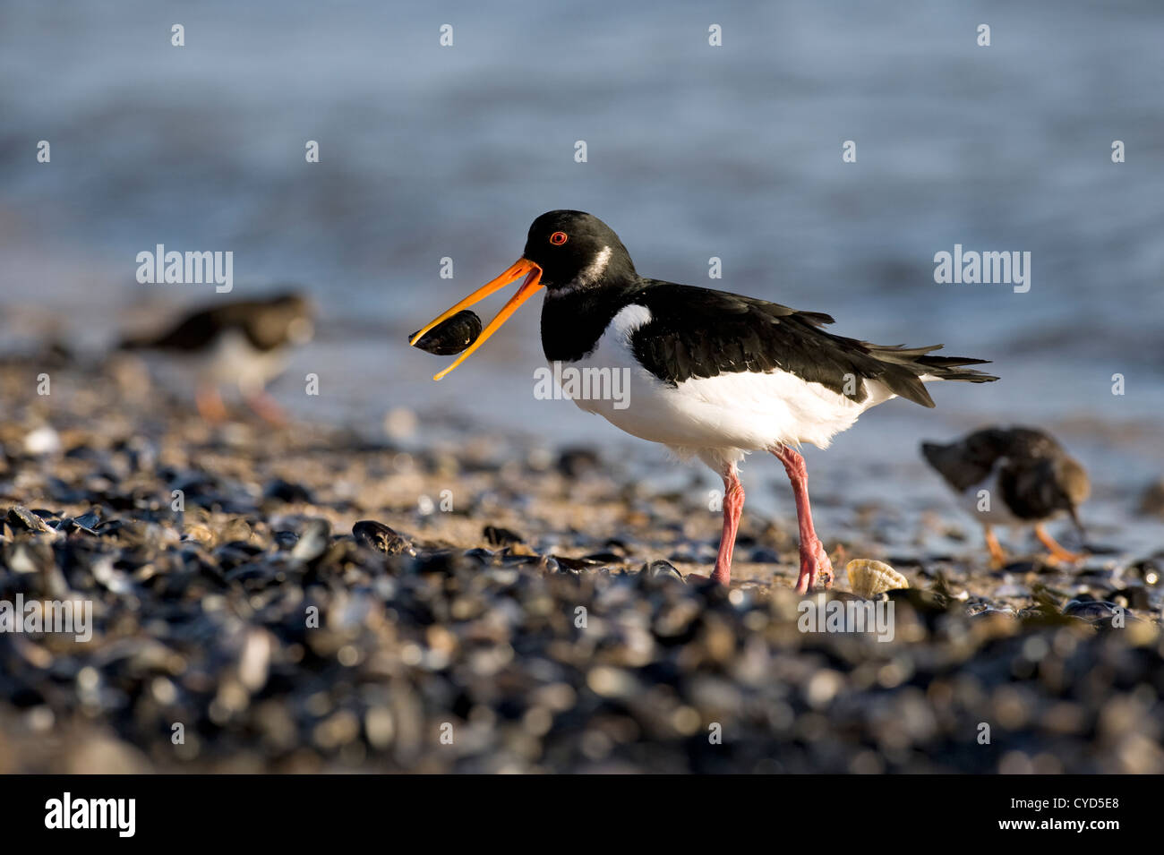 Eurasian Oystercatcher (Haematopus ostralegus) with a muscle Stock Photo