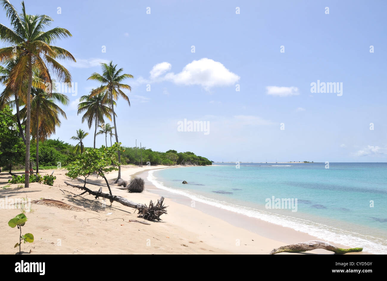 Blue sky view emerald sea, green shoreline, palm trees growing white