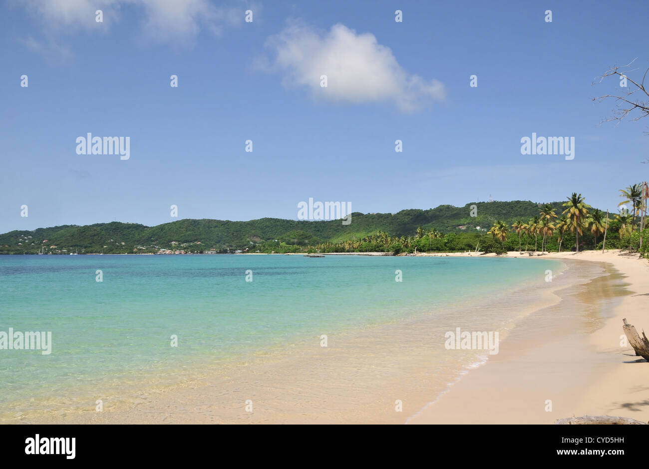 Blue sky view, north to Hillsborough, beach sand, shoreline palm trees