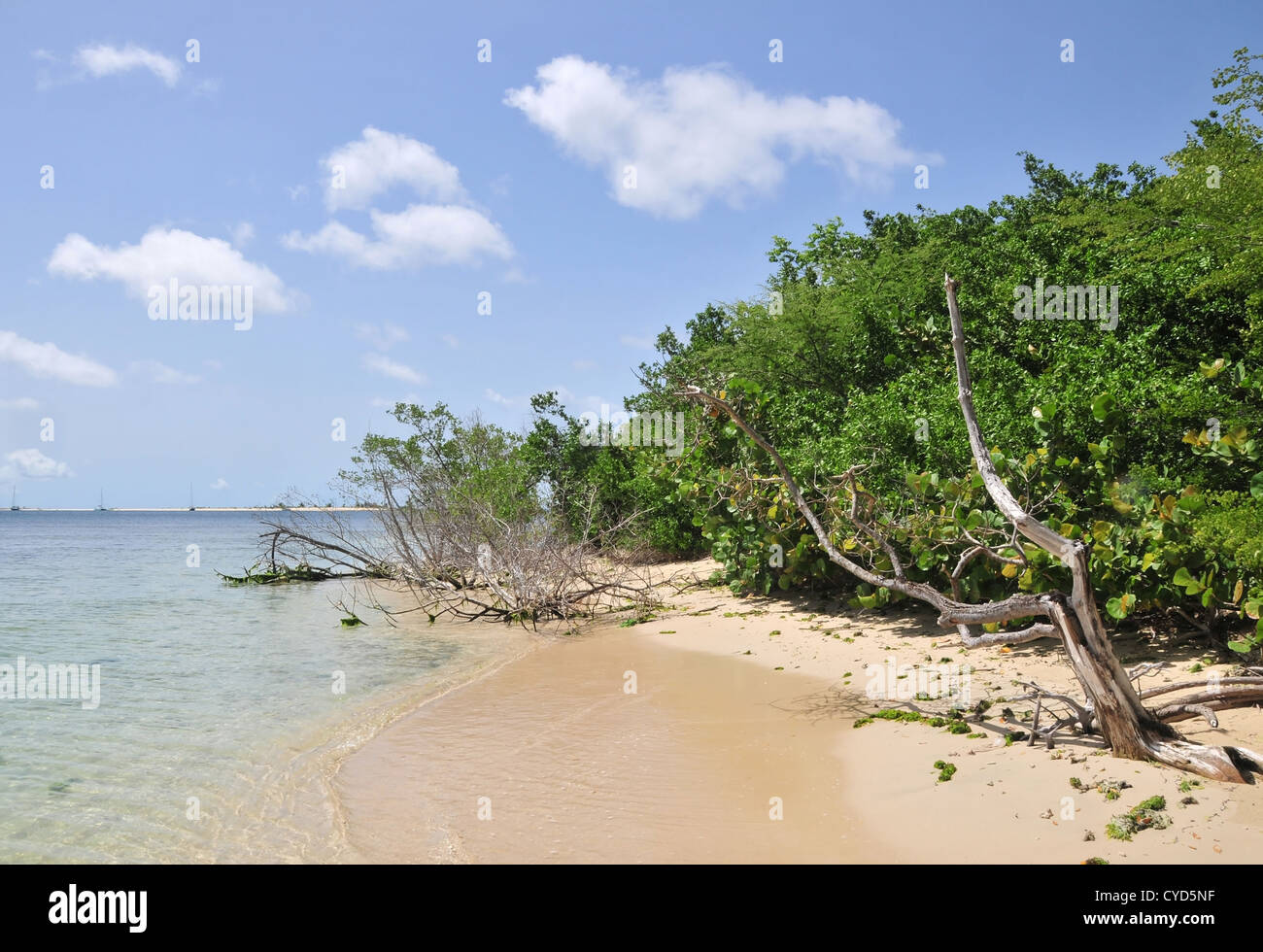 Premium Photo  Swamp landscape under a blue sky on a clear day