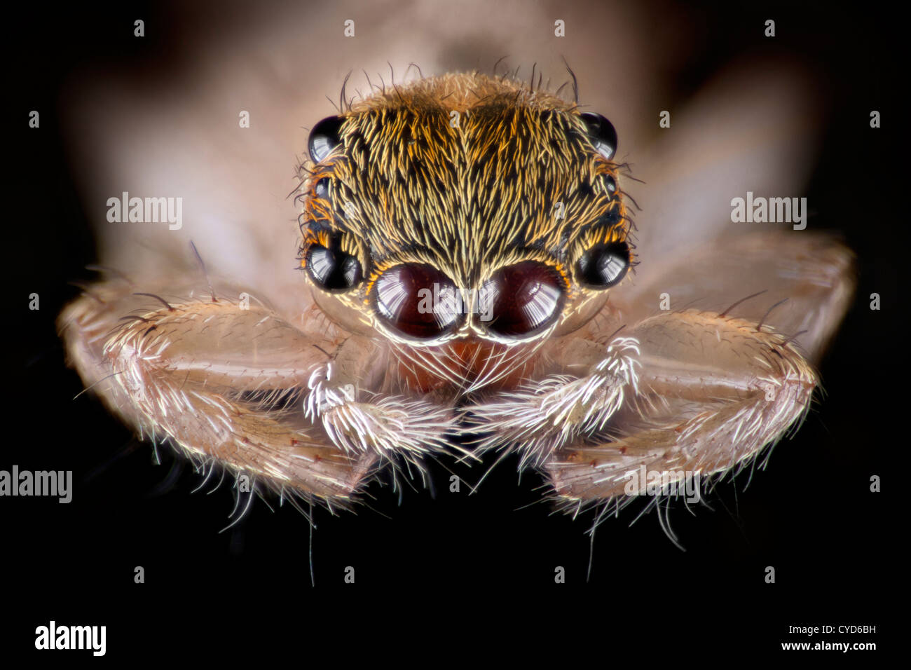 High macro photograph of a Malaysian jumping spider, showing the many eyes. Possibly Telamonia sp. Stock Photo