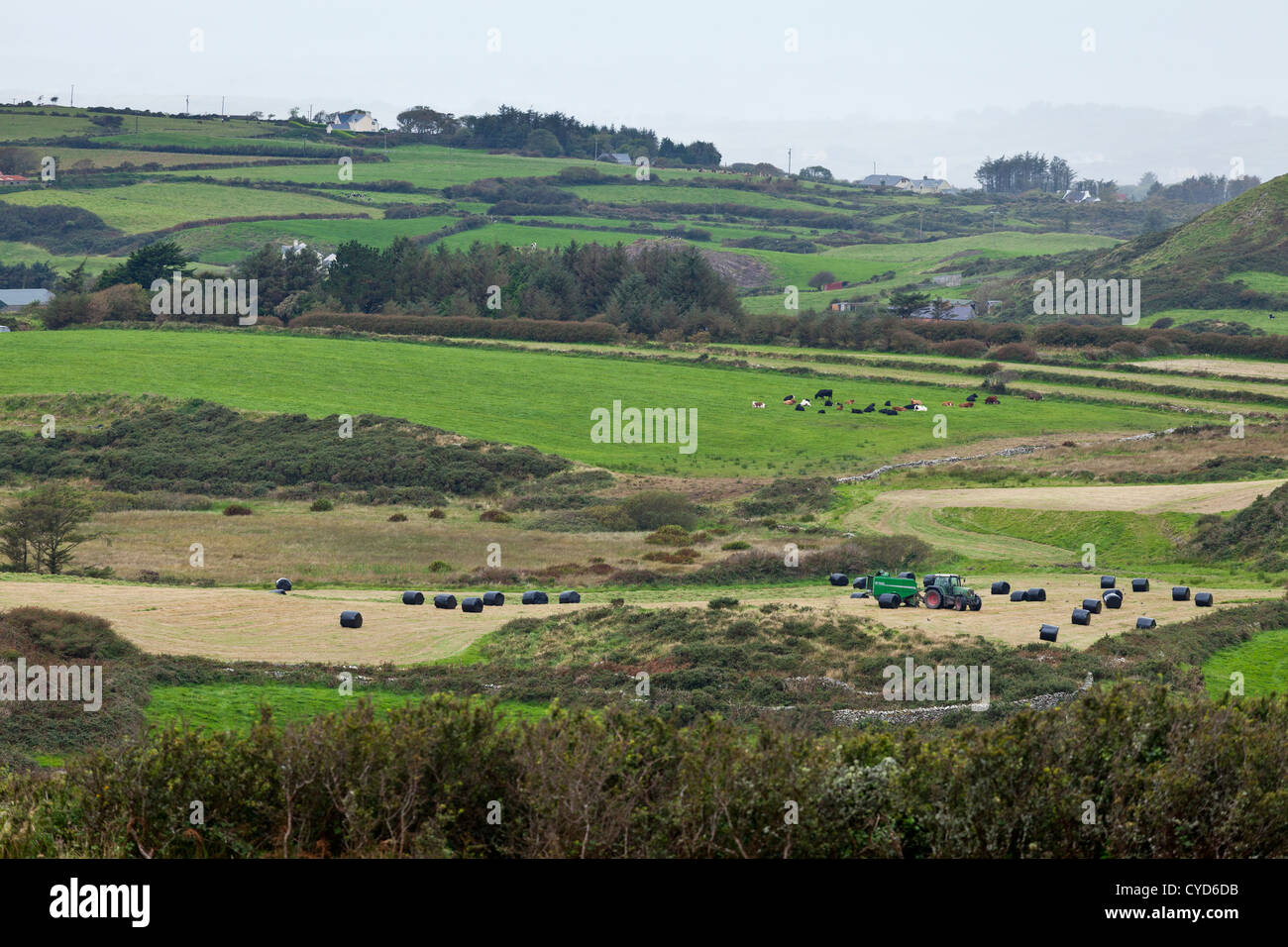 Tractor collecting hay bales in west cork ireland Stock Photo