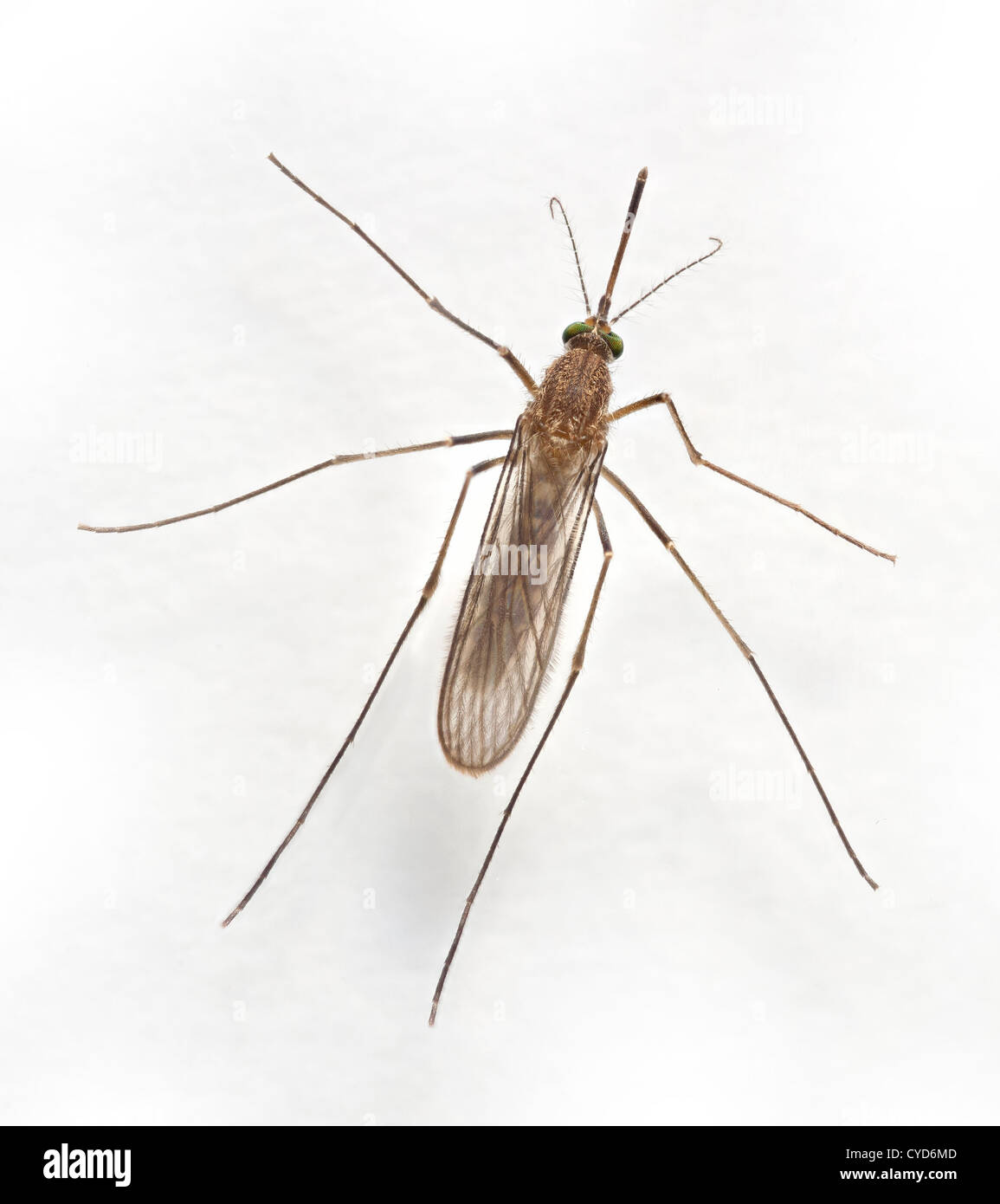 Gnat, Culex pipiens (the common house mosquito) top dorsal view Stock