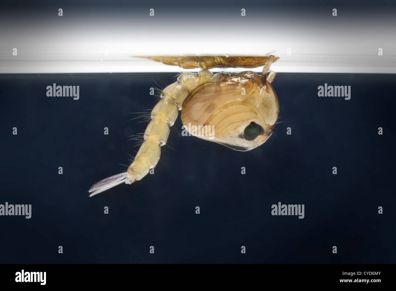 Gnat pupa in water, Culex pipiens (the common house mosquito) Stock Photo