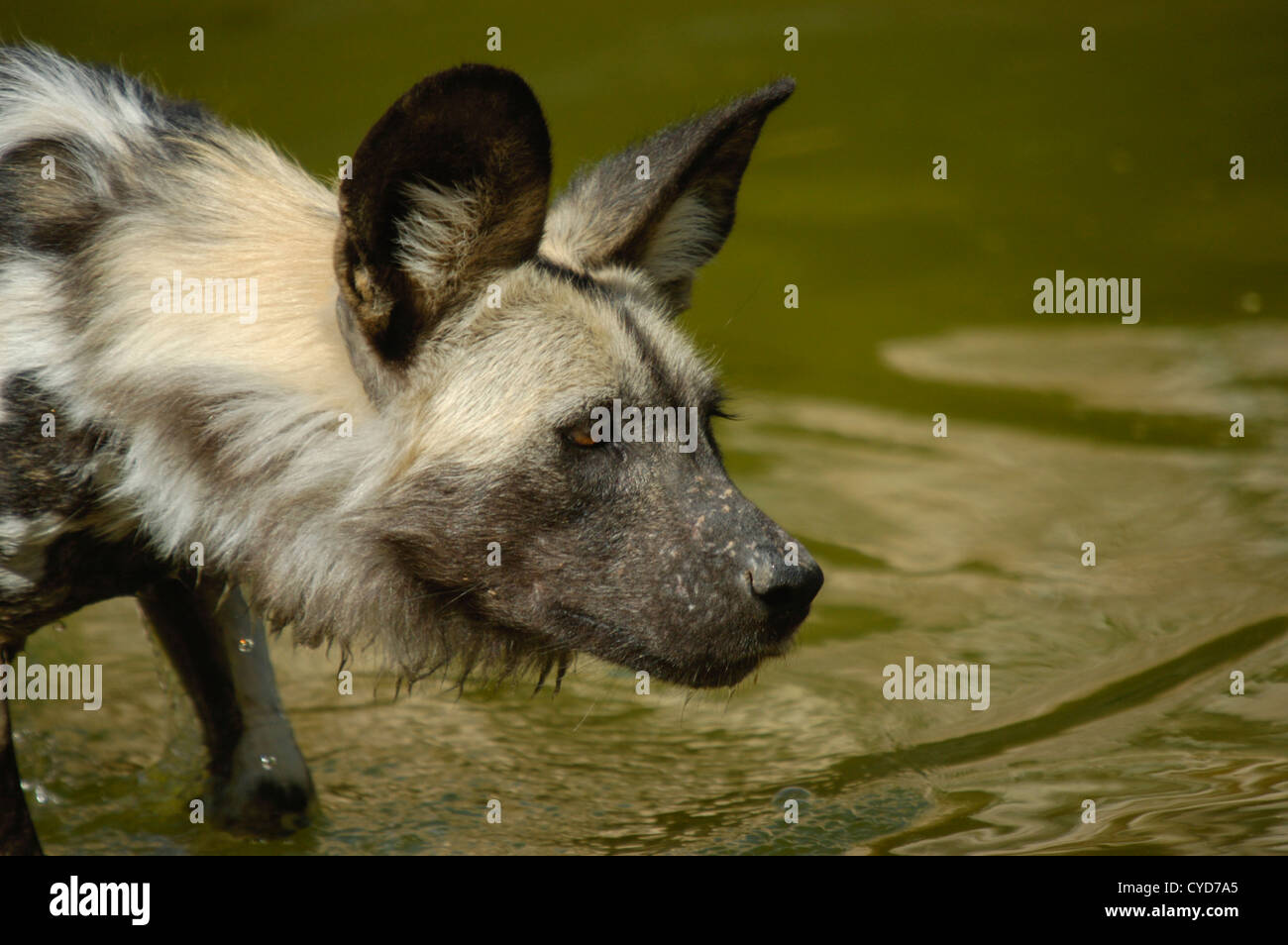 african wild dog portrait ,dripping wet standing in water Stock Photo