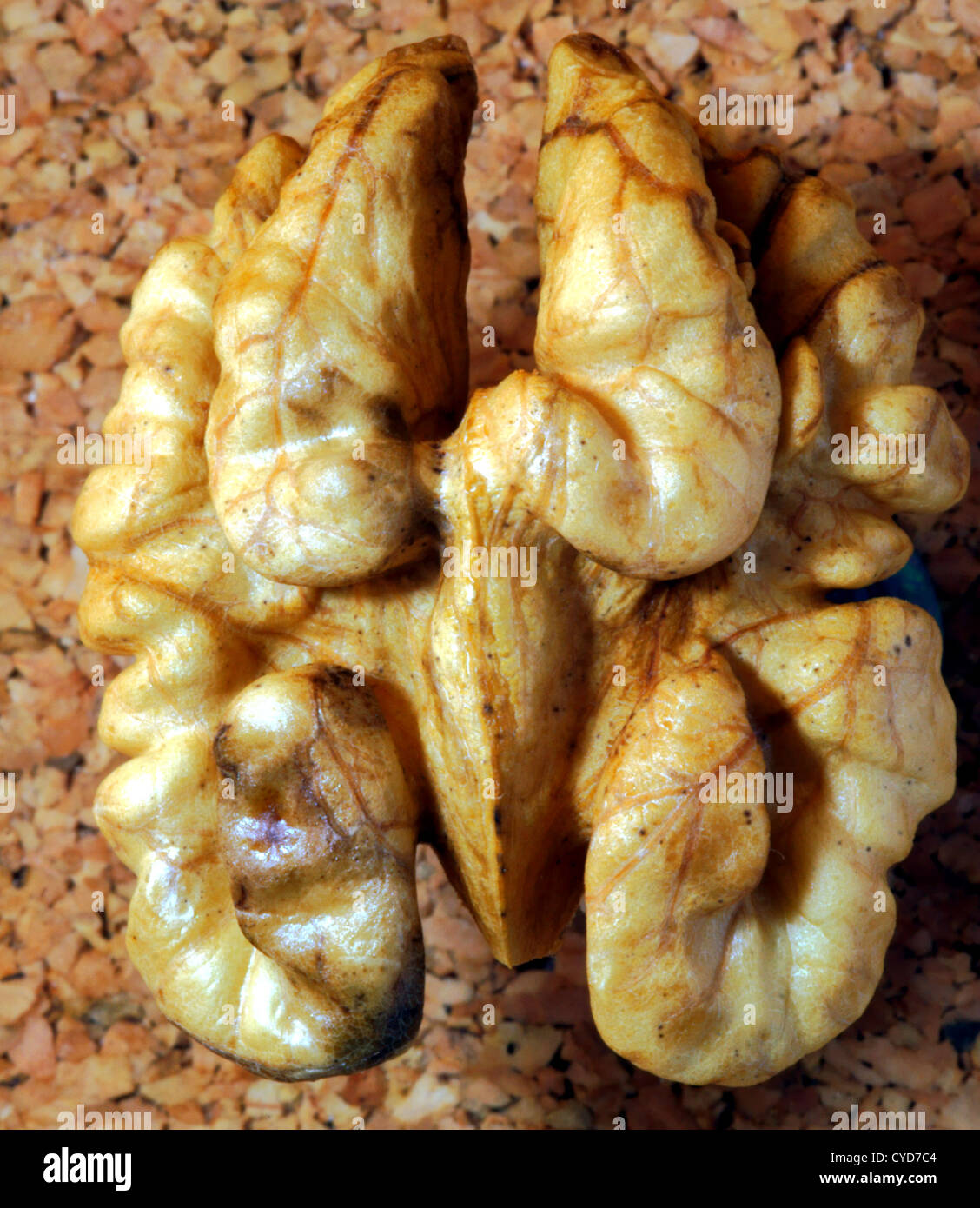 Persian walnut Seed under magnification Stock Photo