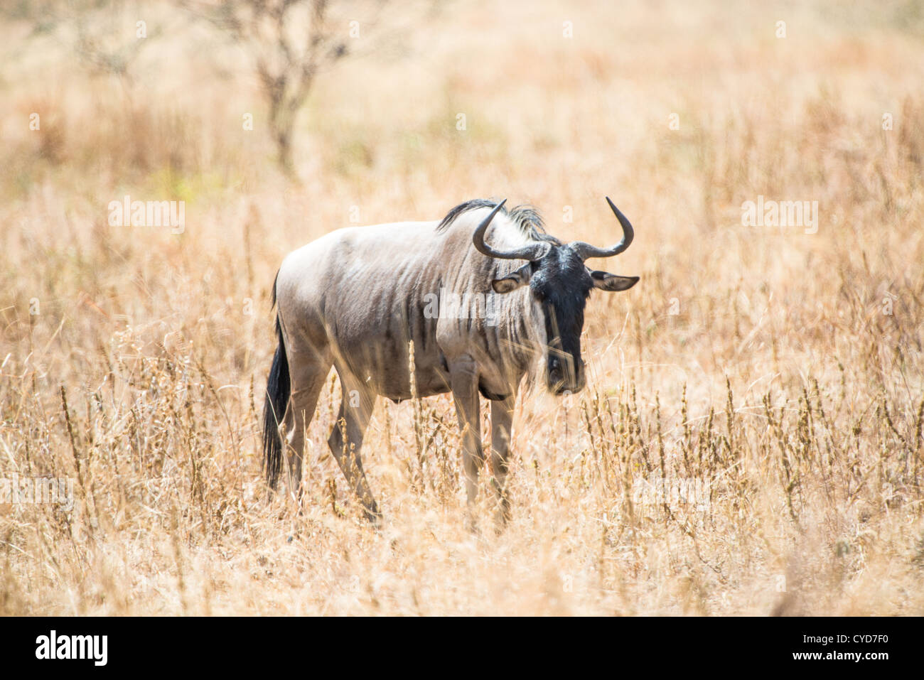 A solitary wildebeest (also known as a gnu) stands in the brown grass